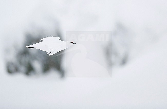 Ptarmigan male (Lagopus mutus) Utsjoki Finland February 2019 stock-image by Agami/Markus Varesvuo,