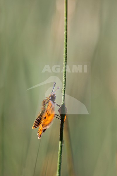 Zilveren Maan in de vegetatie, Small Pearl-bordered Frittillary in the vegetation stock-image by Agami/Theo Douma,