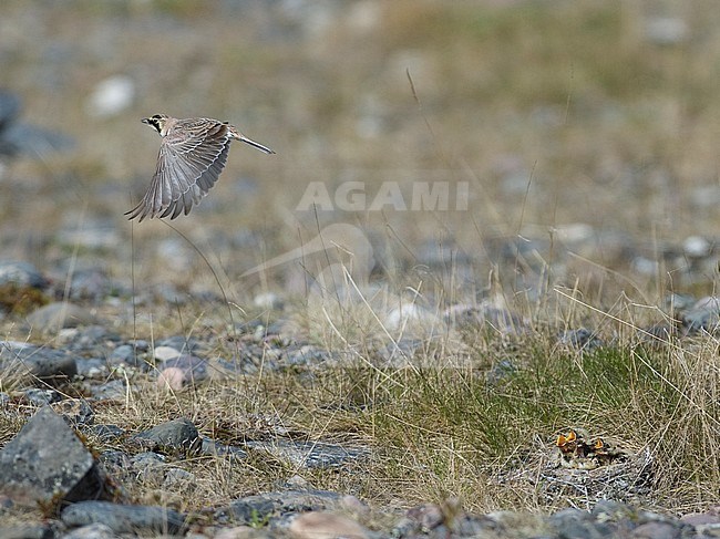 Side view of a female Shore Lark (Eremophila alpestris) taking flight from her nest, nest with chicks. Norway stock-image by Agami/Markku Rantala,