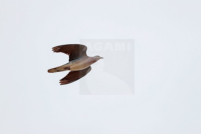 Turtle Dove (Streptopelia turtur) in flight during migration time in the Netherlands. stock-image by Agami/Ran Schols,