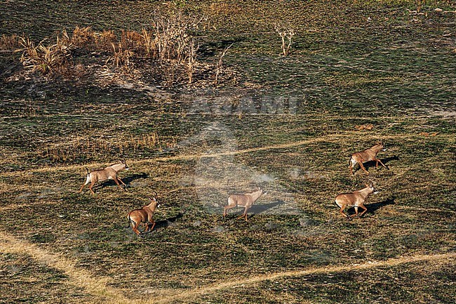 Aerial view of roan antelopes, Hippotragus equinus, running. Okavango Delta, Botswana. stock-image by Agami/Sergio Pitamitz,