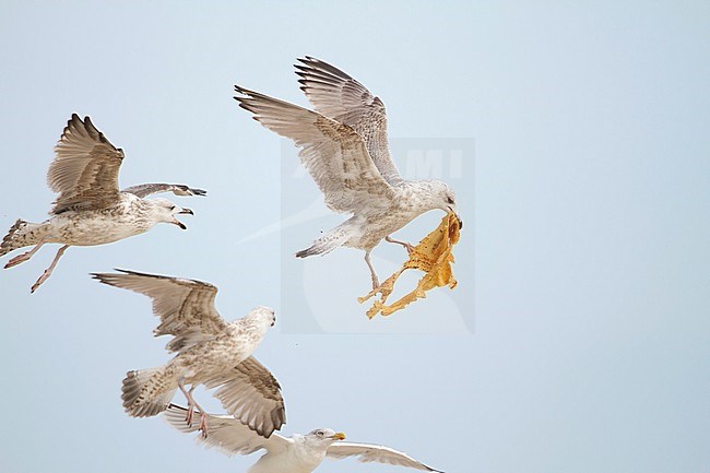 Herring Gull - Silbermöwe - Larus argentatus, Germany stock-image by Agami/Ralph Martin,