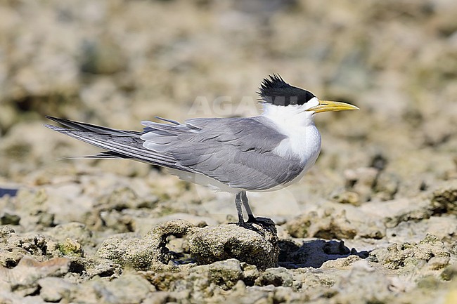 Greater Crested Tern, Thalasseus bergi cristatus i, at Lady Elliot Island in Australia. stock-image by Agami/Aurélien Audevard,