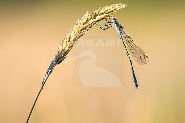 Common Emerald Damselfly, Lestes sponsa stock-image by Agami/Wil Leurs,