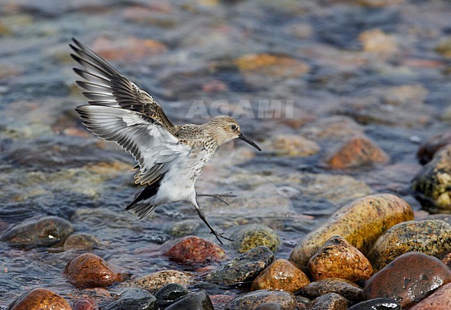Bonte Strandloper, Dunlin, Calidris alpina, bird, vogel, Europe, Europa, wader, steltloper, sandpiper, strandloper, shorebird, landing, landend, flying, vliegend, flight, vlucht, flightshot, vliegbeeld stock-image by Agami/Markus Varesvuo,