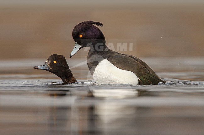 kuifeend parend; Tufted duck mating; stock-image by Agami/Walter Soestbergen,