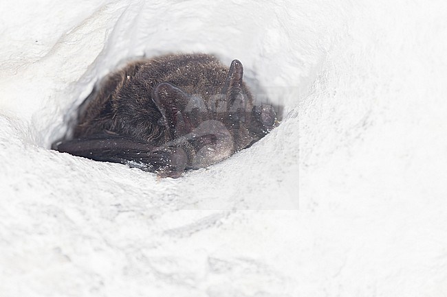 Barbastelle in hibernation stock-image by Agami/Theo Douma,