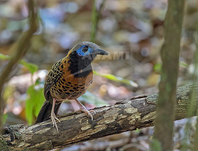 Ocellated Antbird (Phaenostictus mcleannani) in Panama. An obligate follower of army ants, seldom seen foraging away from swarms. stock-image by Agami/Pete Morris,