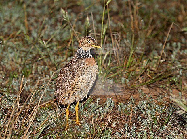 Plains-wanderer, Pedionomus torquatus) Critically Endangered. The majority of the remaining population is found in New South Wales. stock-image by Agami/Pete Morris,