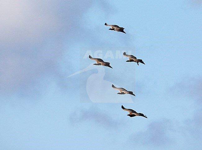 Vale Gier in de vlucht; Griffon Vulture in flight stock-image by Agami/Markus Varesvuo,