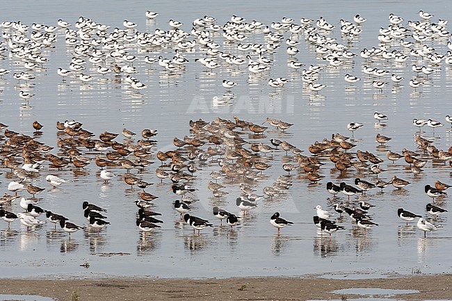 Grote groepen vogels in Westhoek; Bird flocks at Westhoek stock-image by Agami/Marc Guyt,