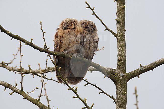 Jonge Bosuil; Young Tawny Owl stock-image by Agami/Chris van Rijswijk,