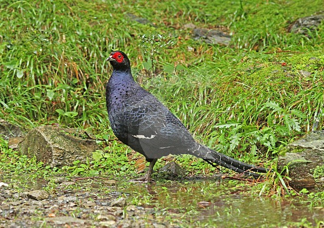 Mannetje Mikadofazant, Male Mikado Pheasant stock-image by Agami/Pete Morris,
