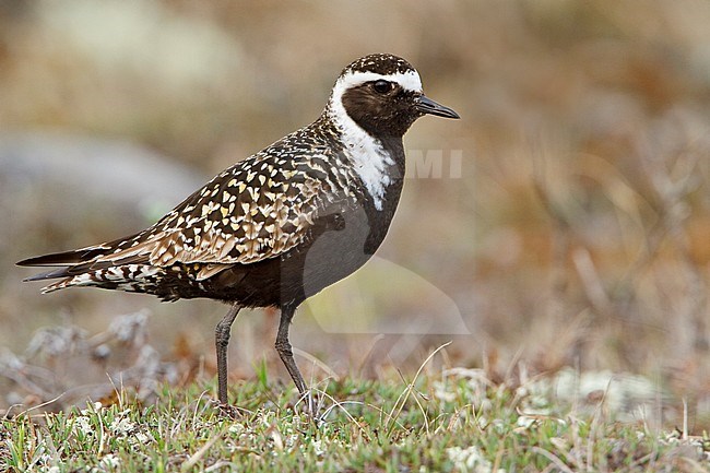 American Golden-Plover (Pluvialis dominica) on the tundra in Churchill, Manitoba, Canada. stock-image by Agami/Glenn Bartley,