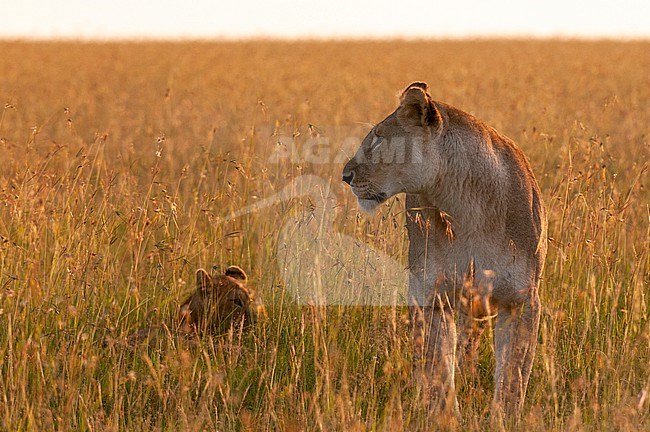 Portrait of a lioness, Panthera leo, in tall grass with her cub. Masai Mara National Reserve, Kenya. stock-image by Agami/Sergio Pitamitz,
