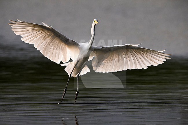 Grote Zilverreiger in vlucht; Great White Egret in flight stock-image by Agami/Daniele Occhiato,