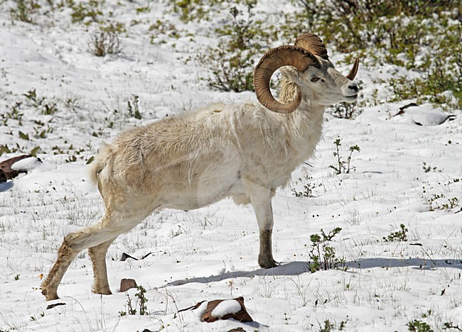 Dalls schaap, Dall sheep stock-image by Agami/Pete Morris,