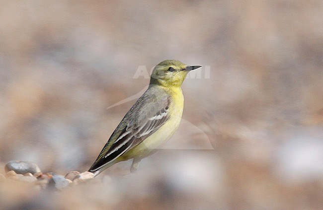 Yellow Wagtail, Cley, Norfolk, April 2009 (Steve Gantlett). stock-image by Agami/Steve Gantlett,