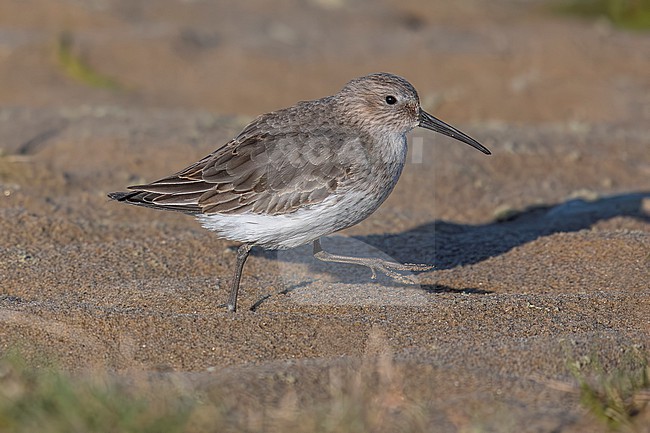 Putative Hudsonian Dunlin (Calidris alpina hudsonia) walking on a beach in Hemmes de Marck, Haut de France, France. stock-image by Agami/Vincent Legrand,