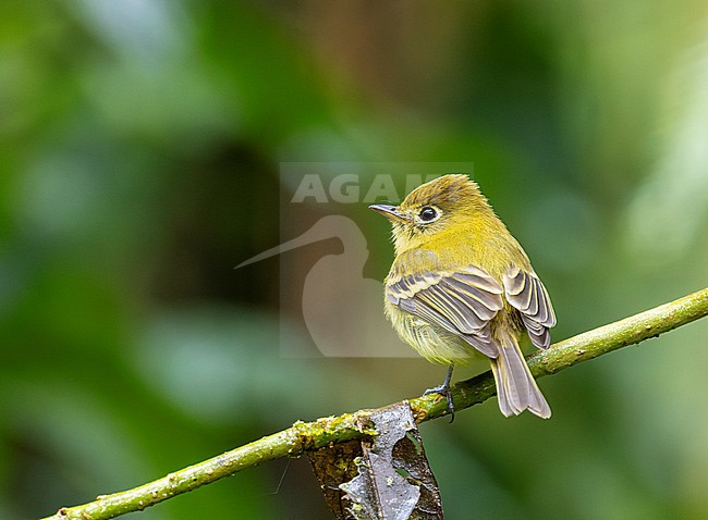 Yellowish Flycatcher (Empidonax flavescens) perched on a branch stock-image by Agami/Roy de Haas,