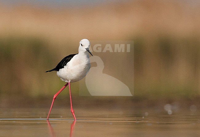 Steltkluut volwassen lopend in water; Black-winged Stilt adult walking in water stock-image by Agami/Marc Guyt,