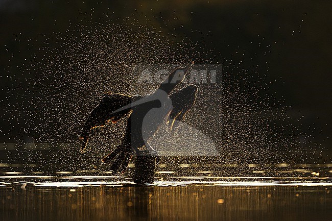  stock-image by Agami/Menno van Duijn,