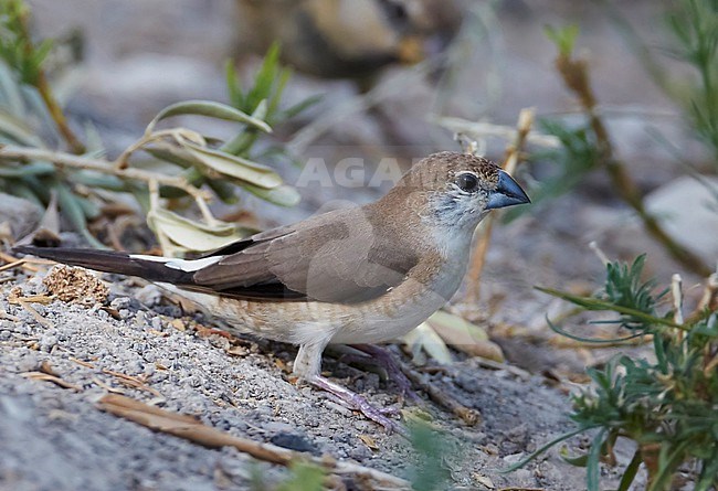 Indian Silverbill (Euodice malabarica) in Israel. stock-image by Agami/Tomi Muukkonen,
