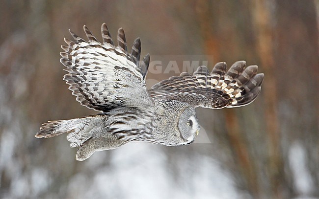 Laplanduil vliegend; Great Grey Owl flying stock-image by Agami/Markus Varesvuo,