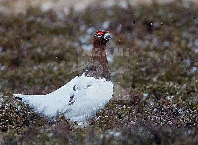 Male Willow Grouse (Lagopus lagopus) at Vardö in arctic Norway. stock-image by Agami/Markus Varesvuo,