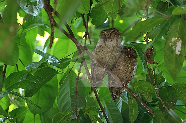 Andaman scops owl (Otus balli) two perched in a tree during daytime stock-image by Agami/James Eaton,
