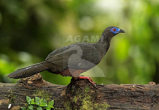Sickle-winged Guan (Chamaepetes goudotii goudotii) (subspecies) perched on a trunk in Cali, Colombia, South-America. stock-image by Agami/Steve Sánchez,