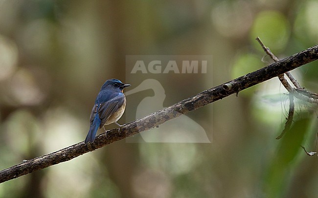 Chinese Blue Flycatcher (Cyornis glaucicomans) male perched on a branch in Kaeng Krachan Nationalpark, Thailand stock-image by Agami/Helge Sorensen,