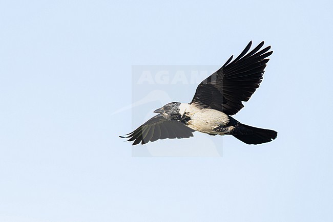 adult daurian jackdaw (coloeus dauuricus) in flight, found near Khalk River in eastern Mongolia in Dornod Aimag stock-image by Agami/Mathias Putze,