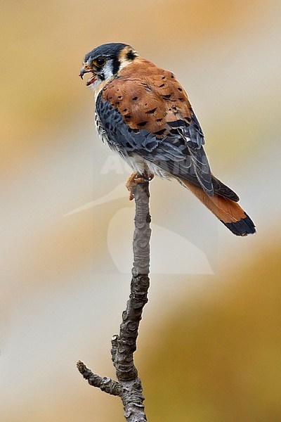 Amerikaanse Torenvalk, American Kestrel, Falco sparverius stock-image by Agami/Dubi Shapiro,