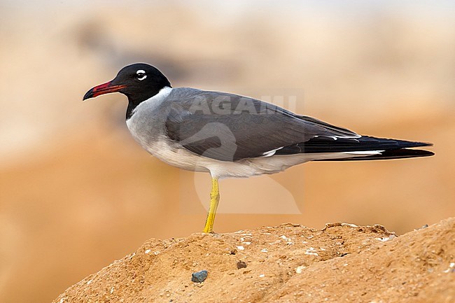 Adult White-eyed Gull near Hurgadah dump, Egypt. stock-image by Agami/Vincent Legrand,