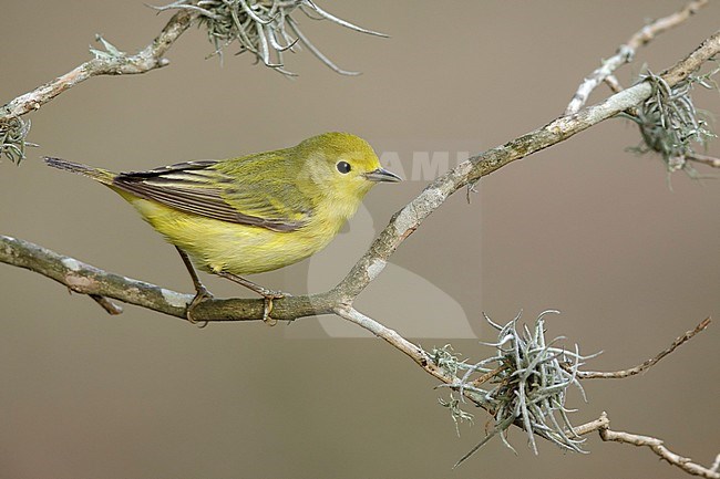 Adult female Yellow Warbler (Setophaga aestiva) during spring migration at Galveston County, Texas, USA. stock-image by Agami/Brian E Small,
