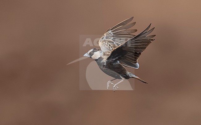 Male Cape Verde Black-crowned Sparrow-Lark (Eremopterix nigriceps nigriceps) sitting on the ground in Moia Moia, Santiago, Cape Verde. stock-image by Agami/Vincent Legrand,