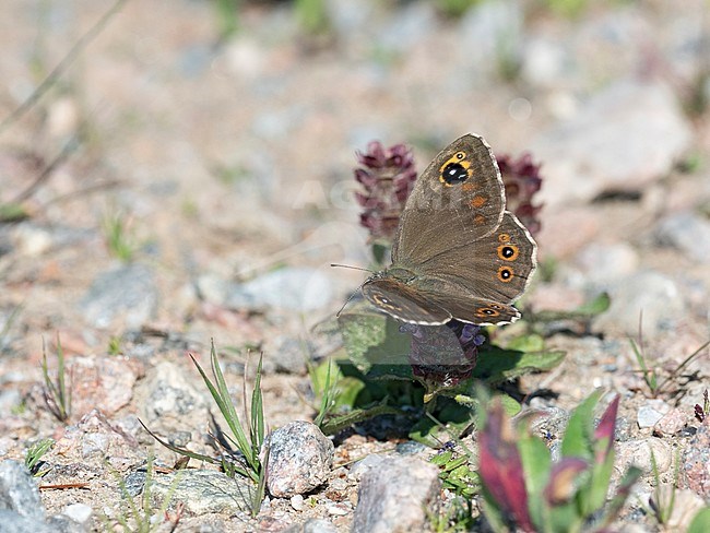 Large Wall Brown, Lasiommata maera, female stock-image by Agami/Dick Forsman,