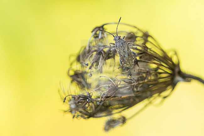 Stictopleurus punctatonervosus, Germany (Baden-Württemberg), imago stock-image by Agami/Ralph Martin,