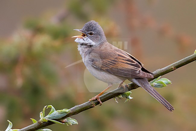 Zingende Grasmus; Singing Common Whitethroat stock-image by Agami/Daniele Occhiato,