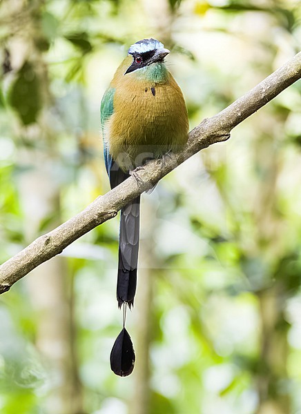 Blue-diademed Motmot (Momotus lessonii) adult perched on a branch stock-image by Agami/Roy de Haas,
