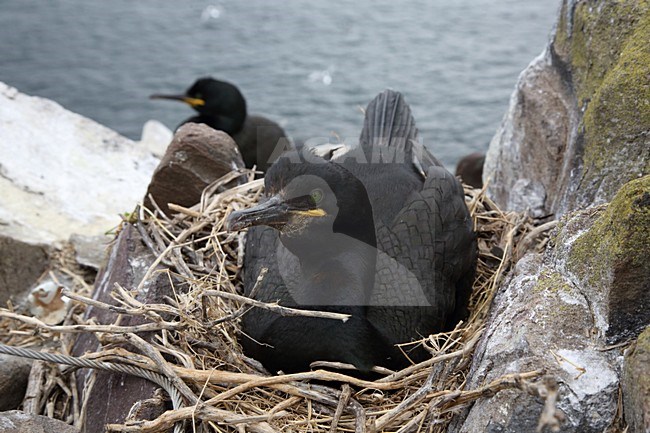 Kuifaalscholver op nest, European Shag on nest stock-image by Agami/Chris van Rijswijk,