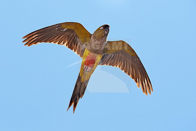 A single Burrowing Parrot (Cyanoliseus patagonus) flying against a blue sky as a background, Argentina stock-image by Agami/Tomas Grim,