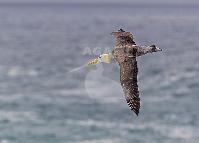 Adult Waved Albatross (Phoebastria irrorata) on the Galapagos Islands, part of the Republic of Ecuador. stock-image by Agami/Pete Morris,