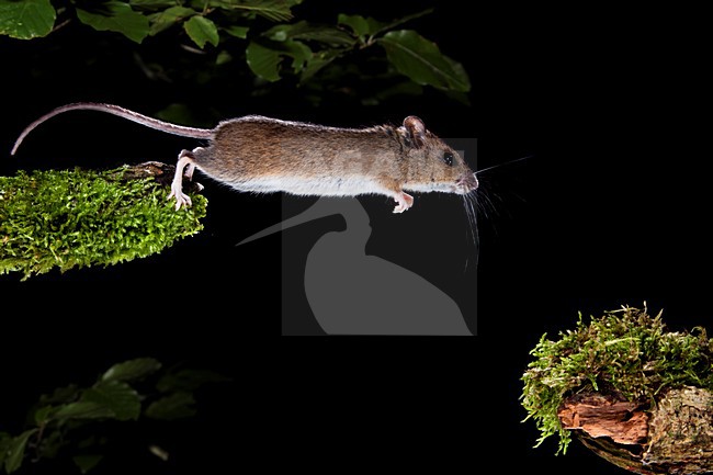 Springende Bosmuis, Wood Mouse jumping stock-image by Agami/Theo Douma,