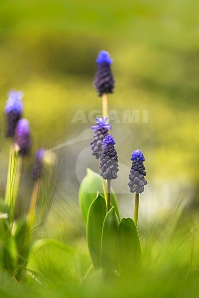 broad-leaved grape hyacinth flowers stock-image by Agami/Wil Leurs,