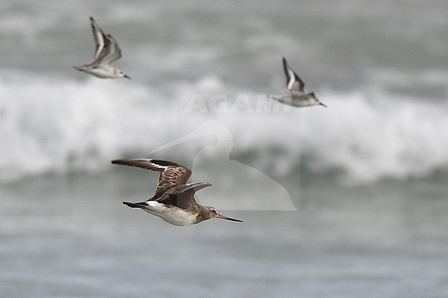 Vagrant Hudsonian Godwit (Limosa haemastica) on the island Isabela on the Galapagos islands. Second or third record for the archipelago. stock-image by Agami/Laurens Steijn,
