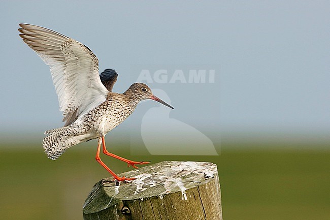 Adult Common Redshank (Tringa totanus) landing on a wooden pole in a meadow on Terschelling in the Netherlands. stock-image by Agami/Arie Ouwerkerk,
