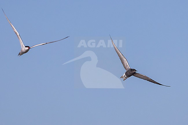 A Black Tern (Chlidonias niger) is seen flying together with a Common Tern (Sterna hirundo) against a blue sky at the Dutch coast near IJmuiden. stock-image by Agami/Jacob Garvelink,