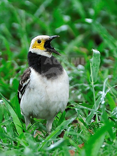 Black-collared Starling (Gracupica nigricollis) standing in green grass. stock-image by Agami/Alex Vargas,